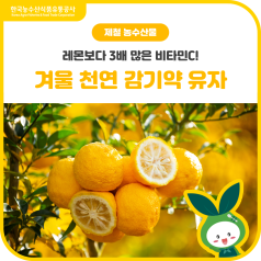 레몬보다 3배 많은 비타민 C! 겨울 천연 감기약💛유자💛 바로가기
