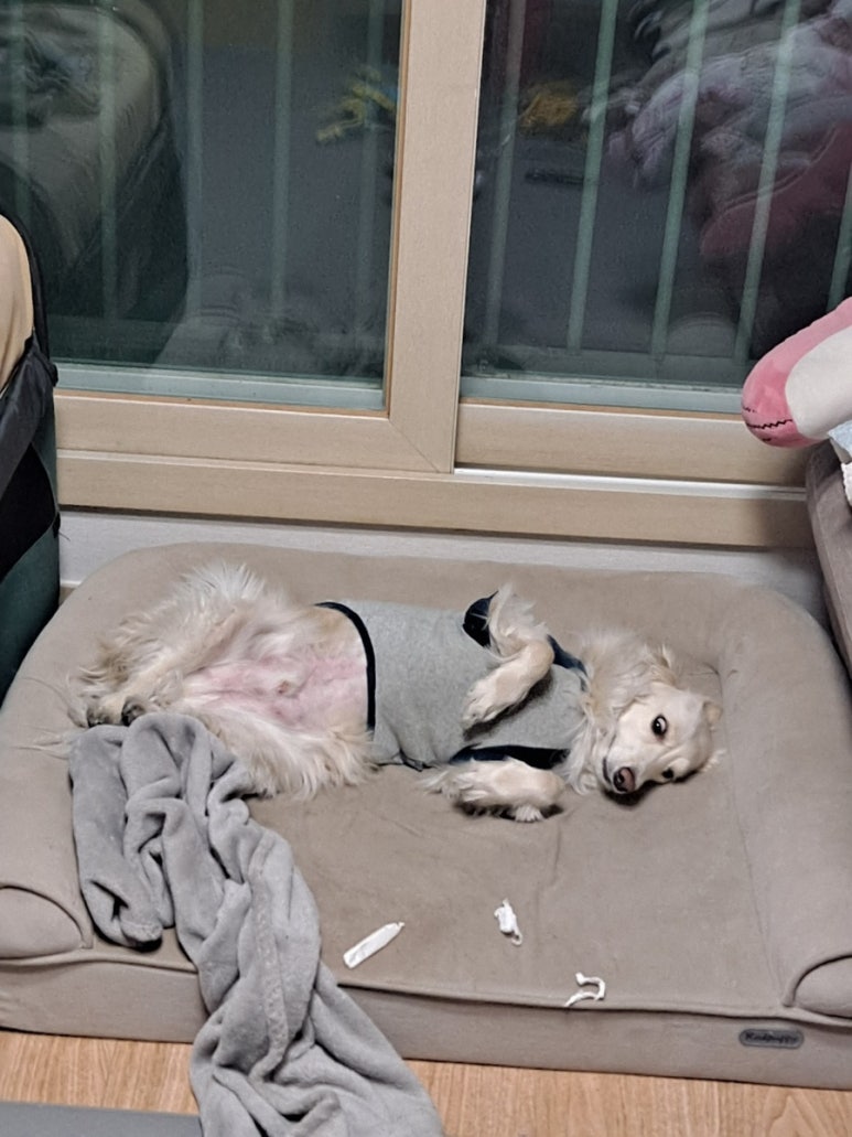 디크리메 이미지