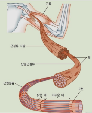 팀제이짐 이미지