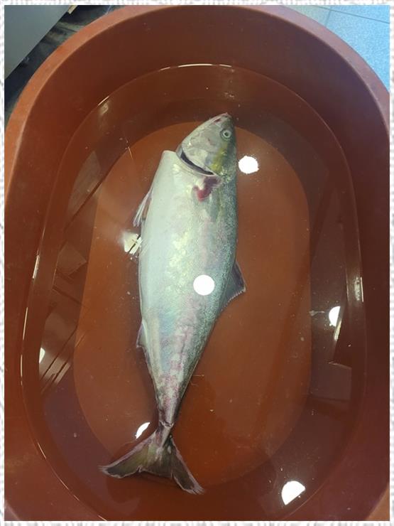 바다와구이 이미지