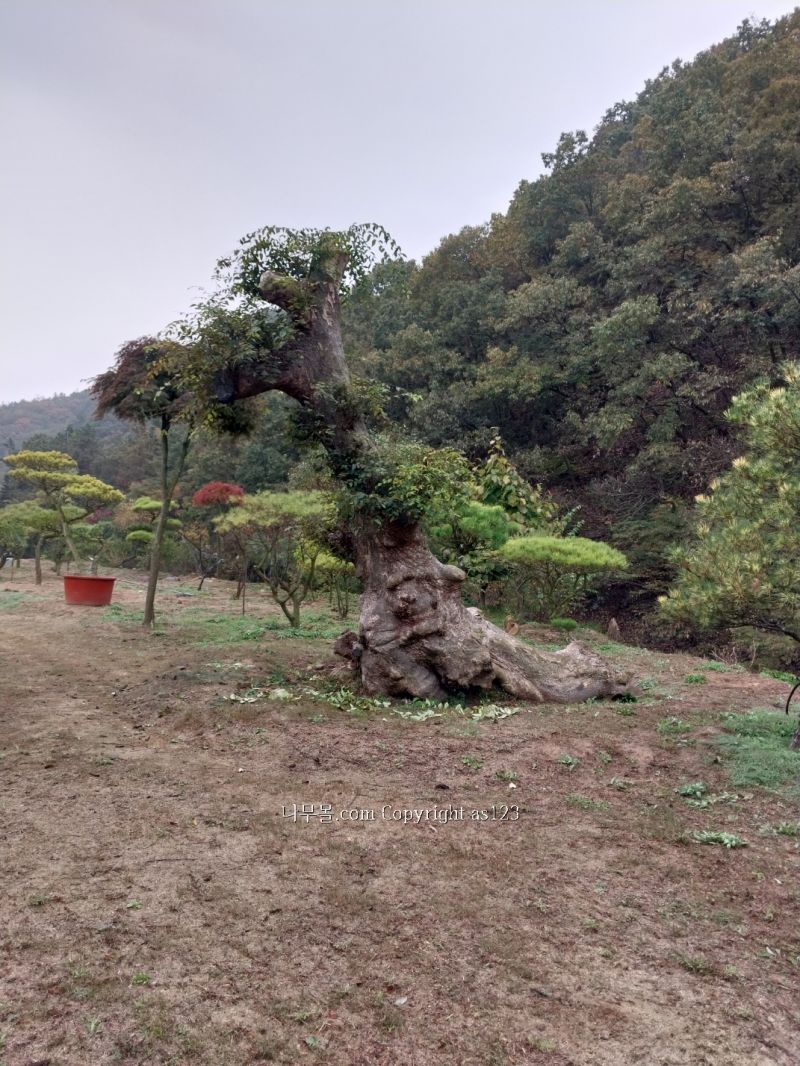 희망조경수판매 이미지