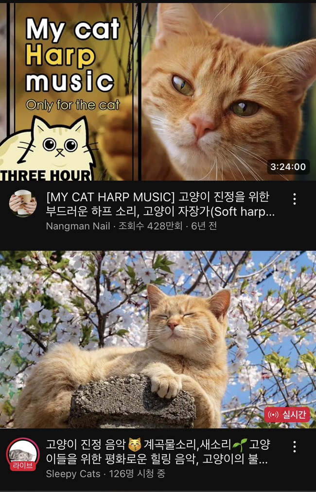 샤인모어 이미지
