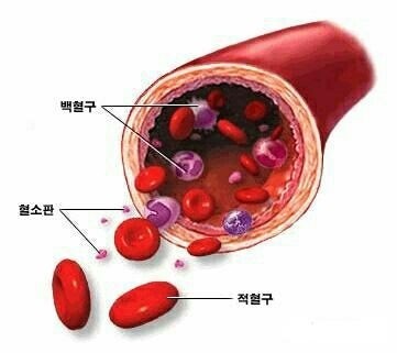 차다고 이미지