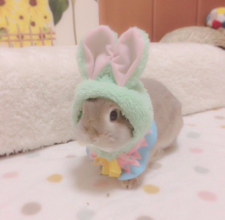 토끼굴 이미지
