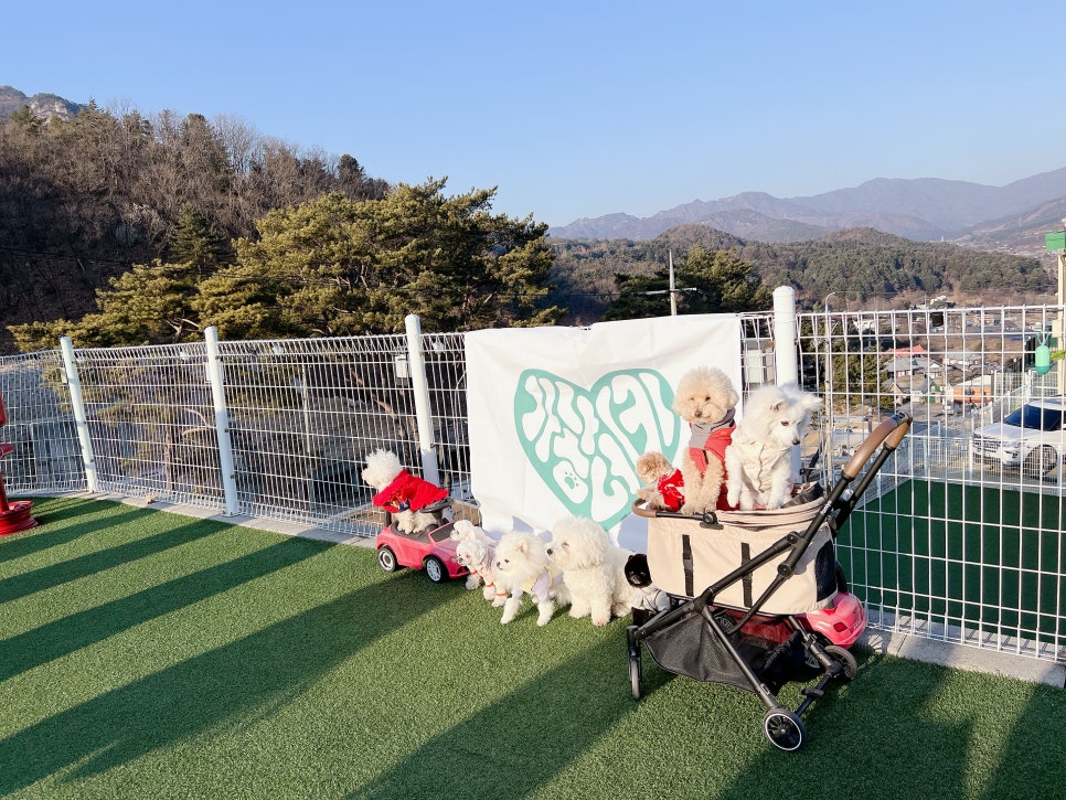 가평 독채 애견펜션 넓은 운동장 후기 — 사진 4