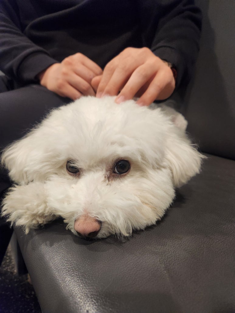 꽃길걷개 이미지