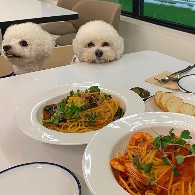 노원 애견동반 브런치카페 도고, 파스타 맛집 후기 — 사진 5