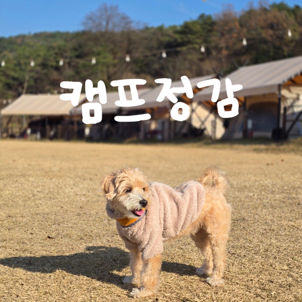 캠프정감 이미지