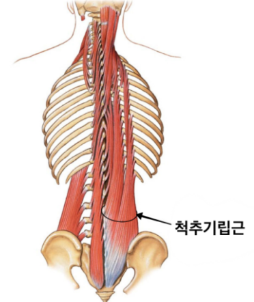 바디케어체형관리 이미지