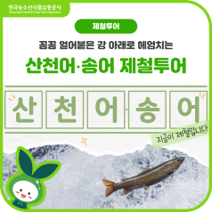 꽁꽁❄ 얼어붙은 강 아래로 헤엄치는 🐟산천어·송어🐟 제철투어 바로가기