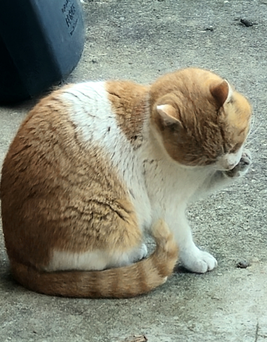 유성떡집 이미지