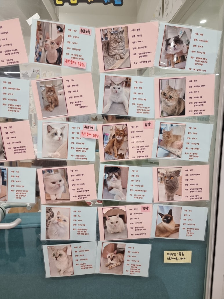 설렘고양이카페 이미지