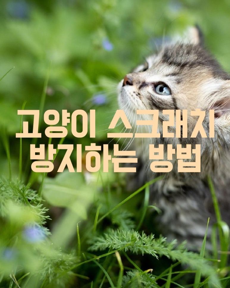 고양이 스크래치 방지하는 방법