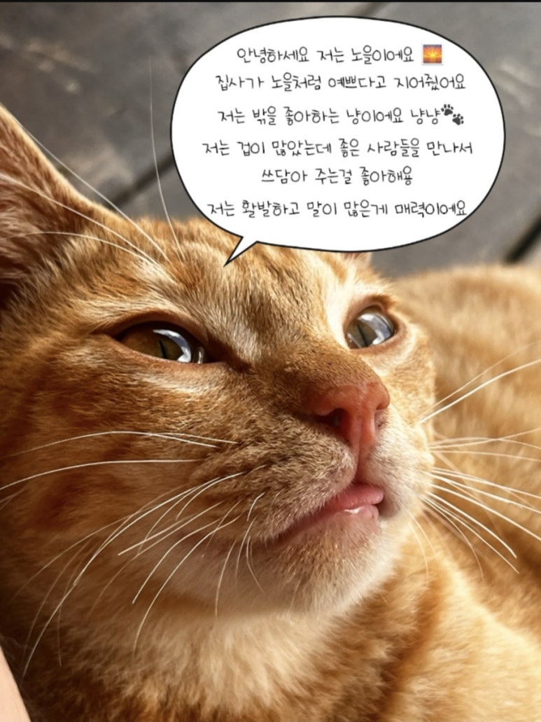 알레스 이미지