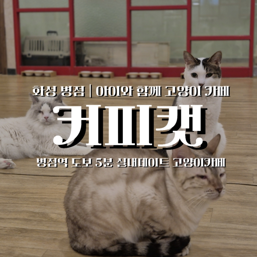 카페 커피캣 이미지