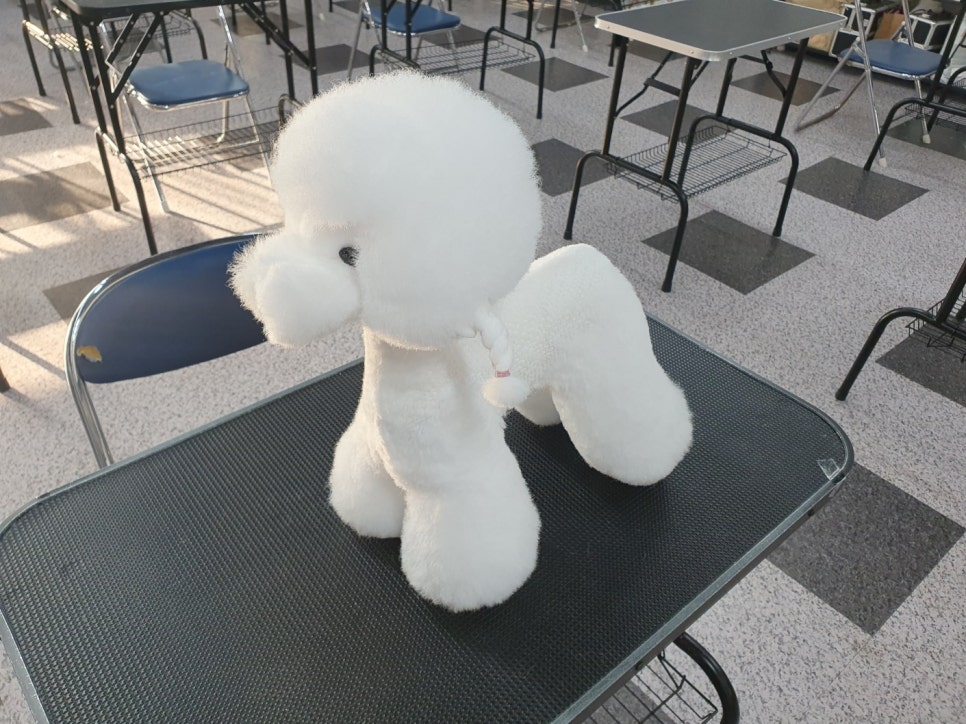 평택애견미용학원 이미지