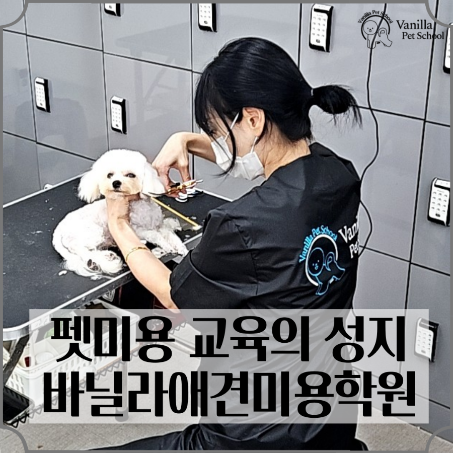 바닐라애견미용학원 이미지