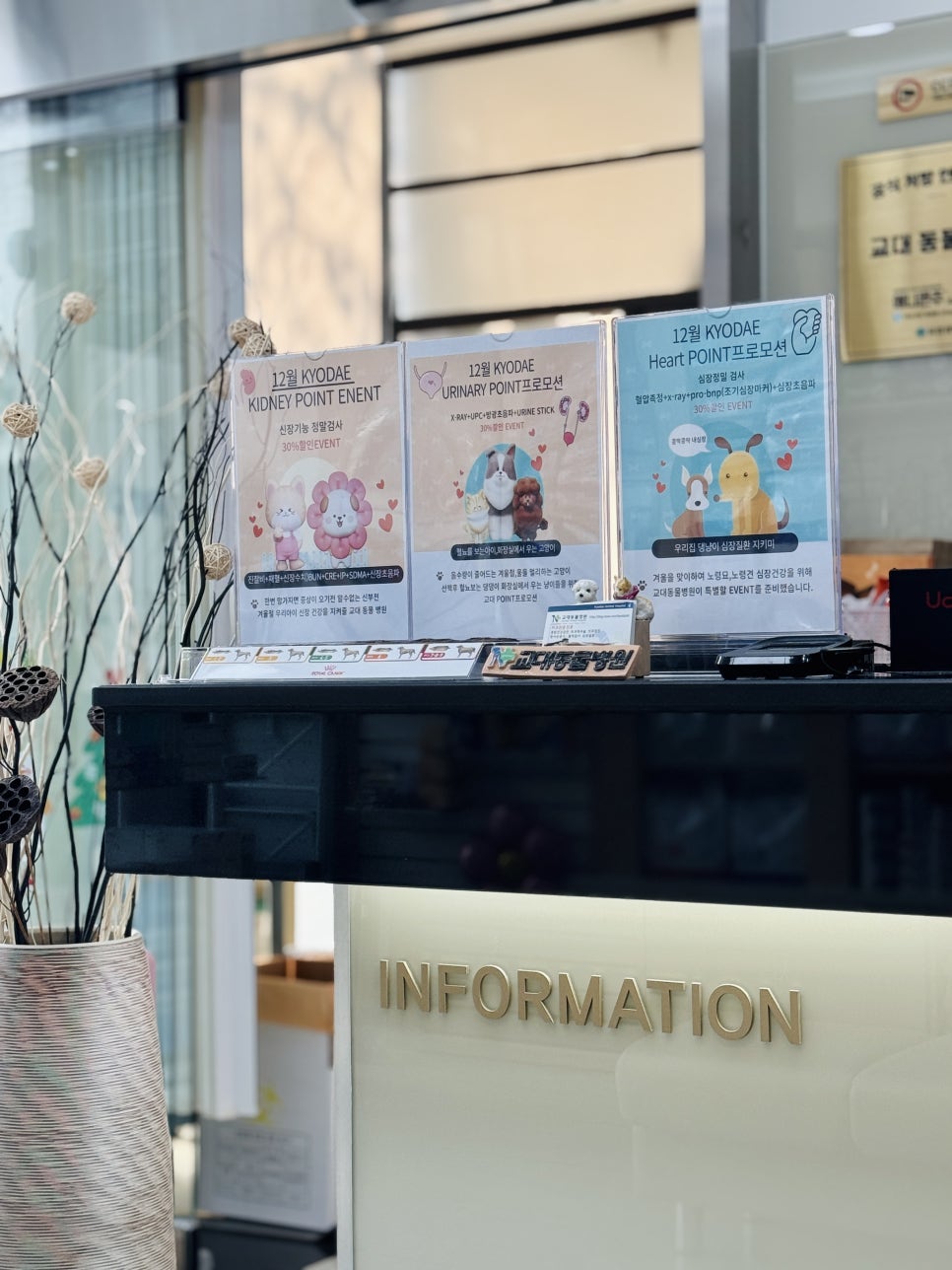 14세 푸들 안과 검진: 교대동물병원 노령견 눈 건강 관리 — 사진 18