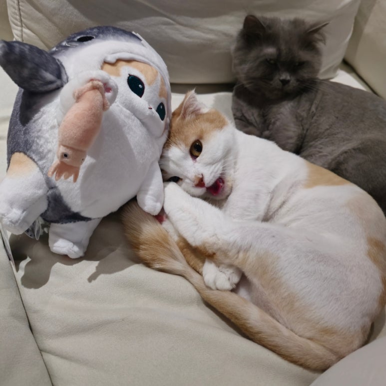 인형뽑기 이미지