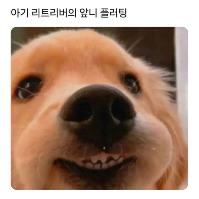 굿타이 이미지