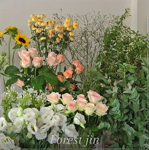 돈포레스트 이미지