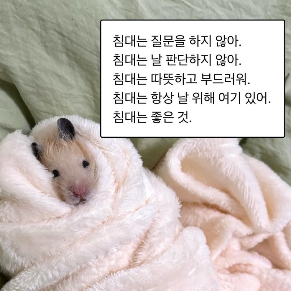 보송보송 이미지