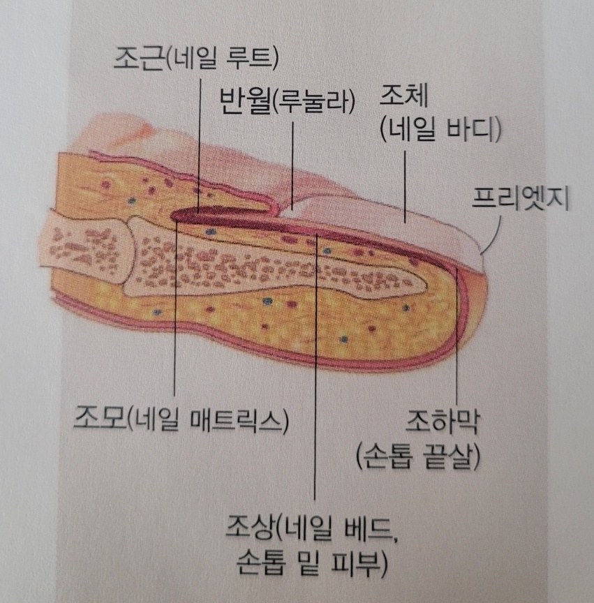 EDGE네일 이미지