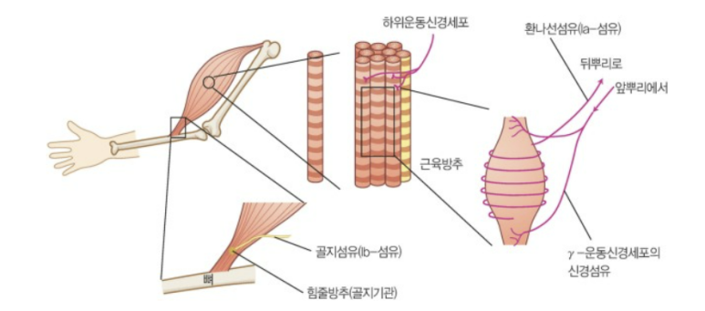 훈토스 이미지