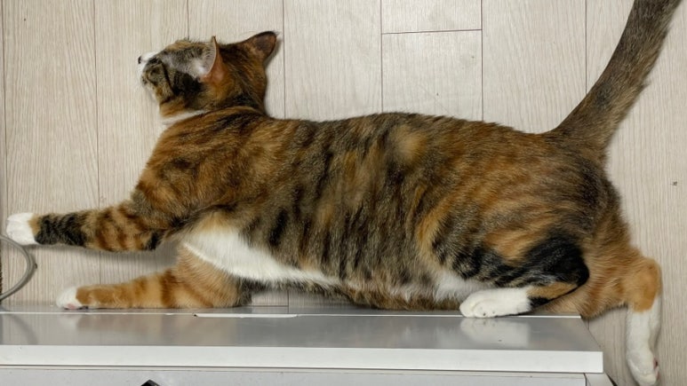 홍딩양꼬치 이미지