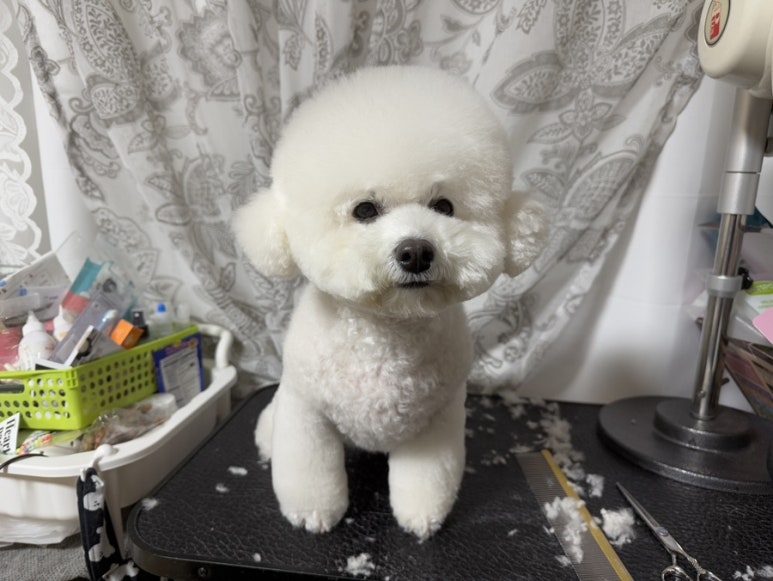 젤라정 이미지