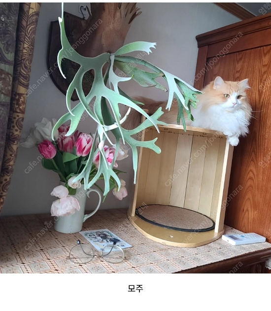 긴카 이미지