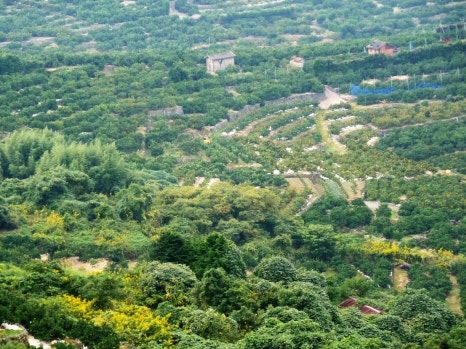 한라봉관광 이미지