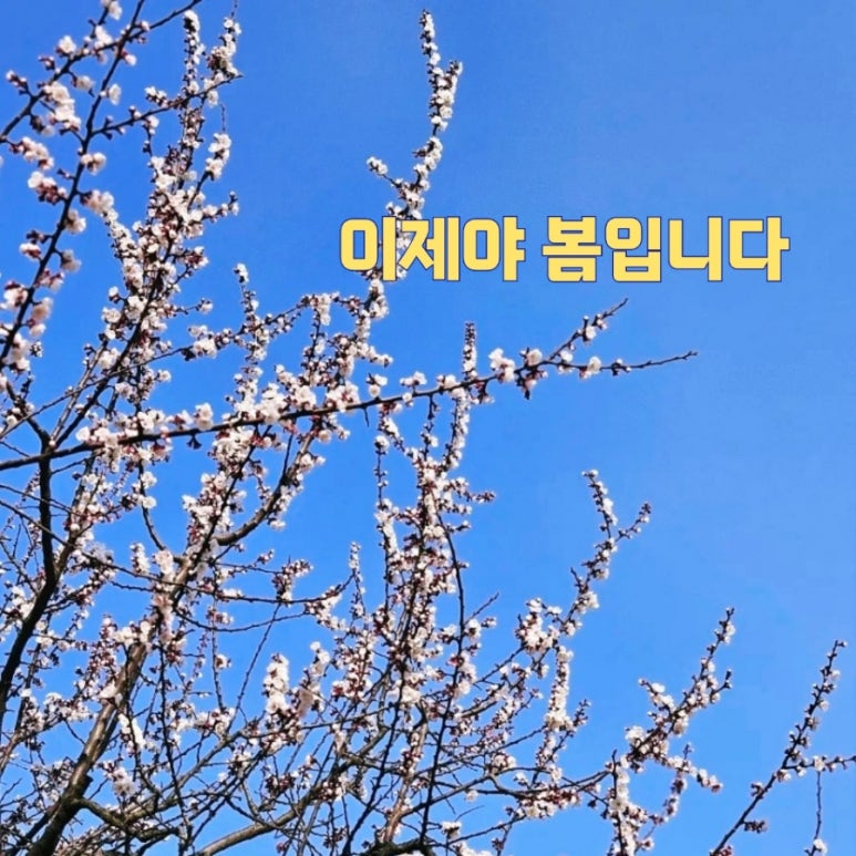 비로소봄 이미지