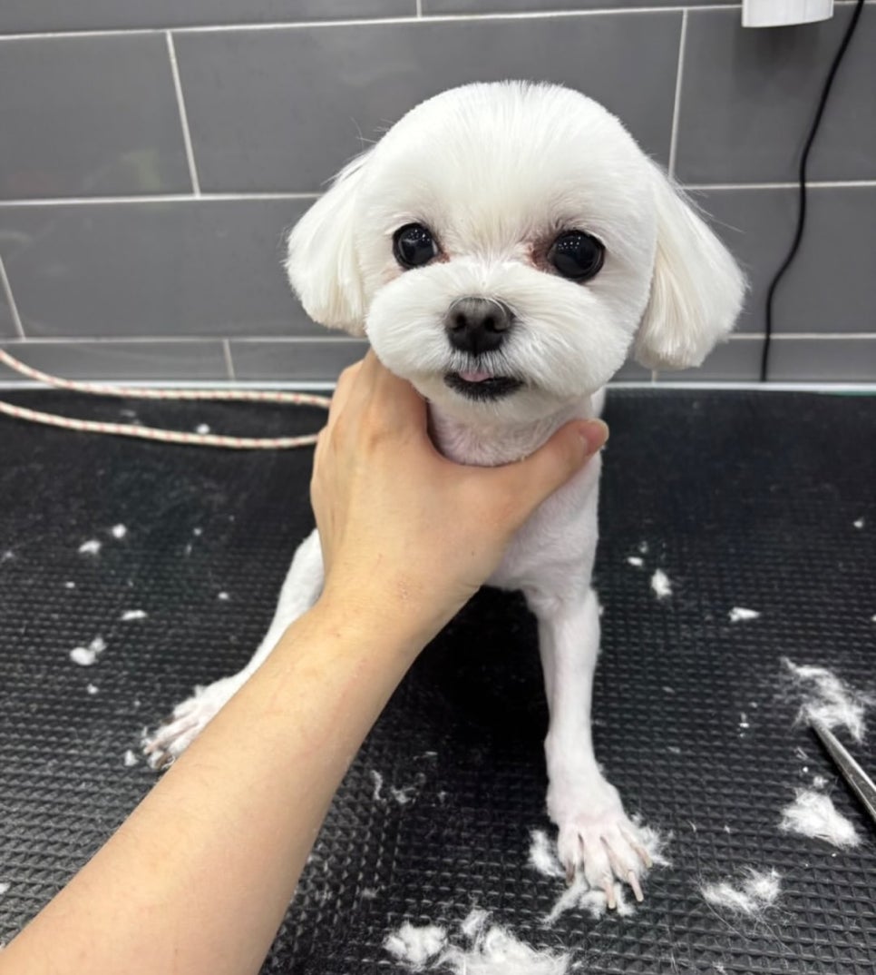 크리스타일 이미지