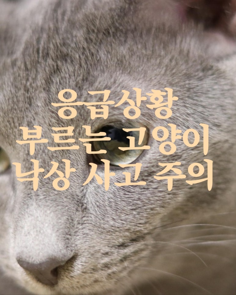 응급상황 부르는 고양이 낙상 사고 주의