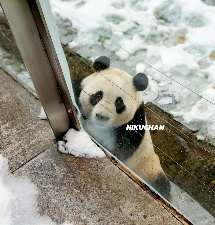 바오 이미지