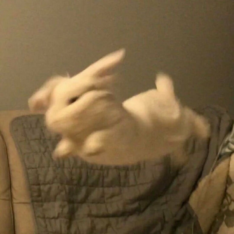황금토끼 이미지