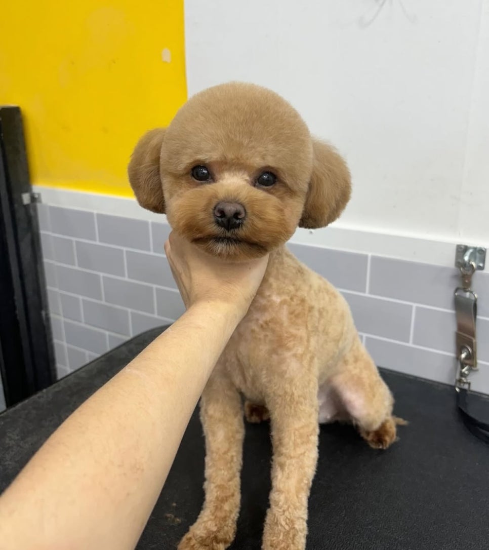 크리스타일 이미지