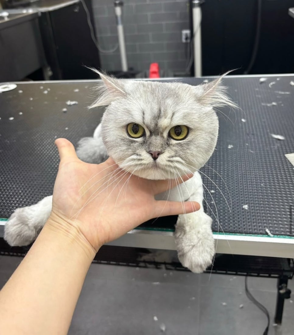 크리스타일 이미지