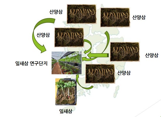 농업법인(유)지리산잎새삼 이미지