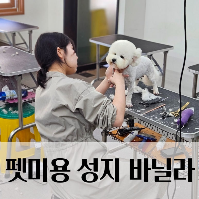 바닐라애견미용학원 이미지