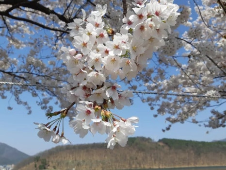 송림대중 이미지