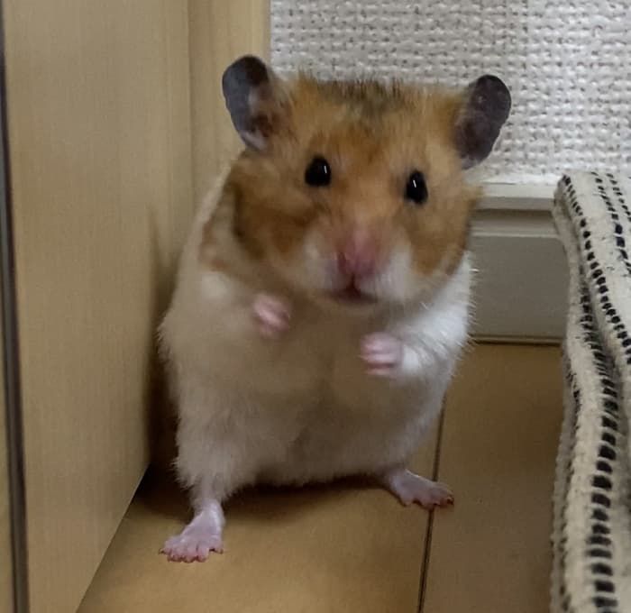 카페락희 이미지