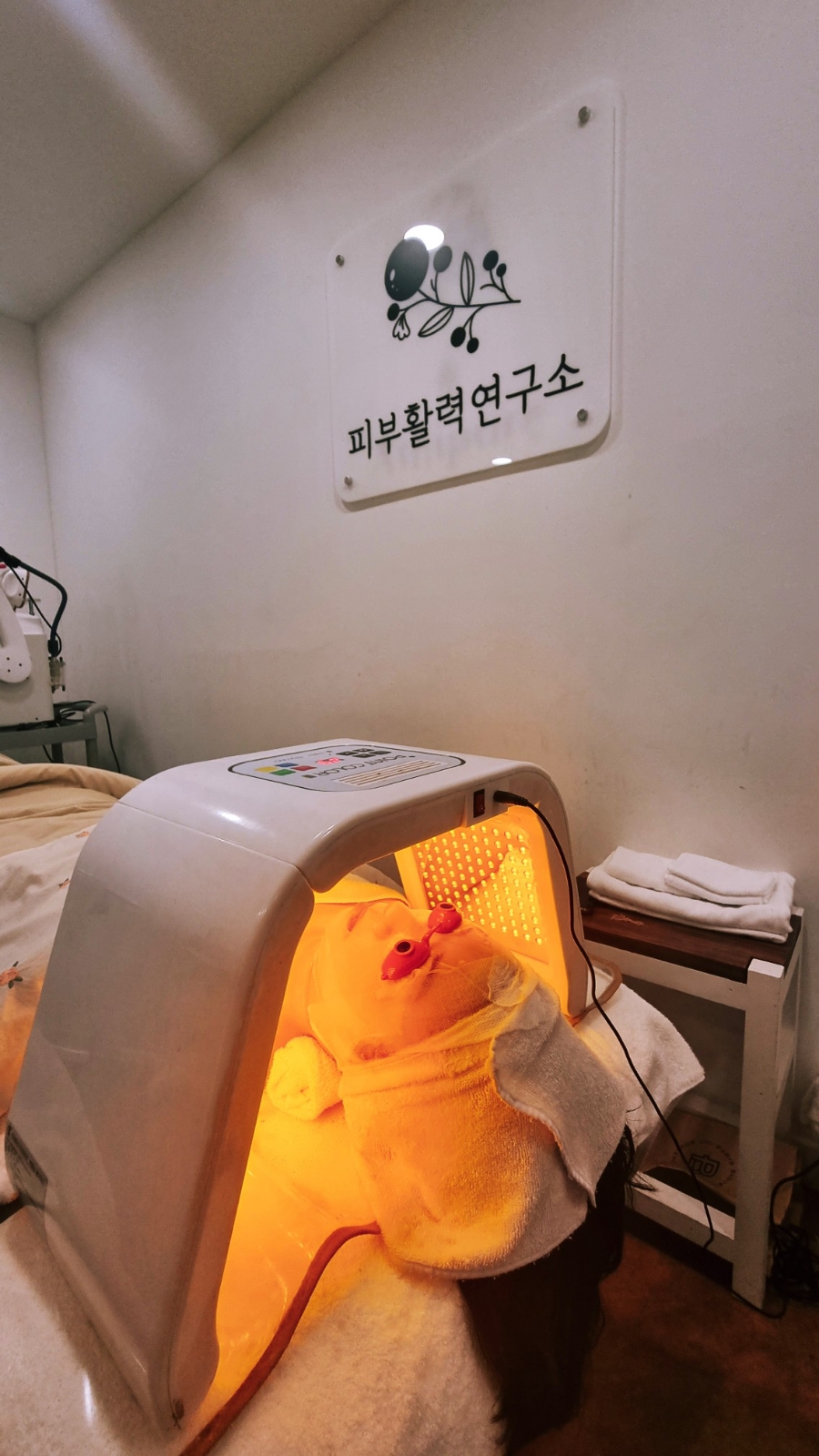 아나스타시스 이미지