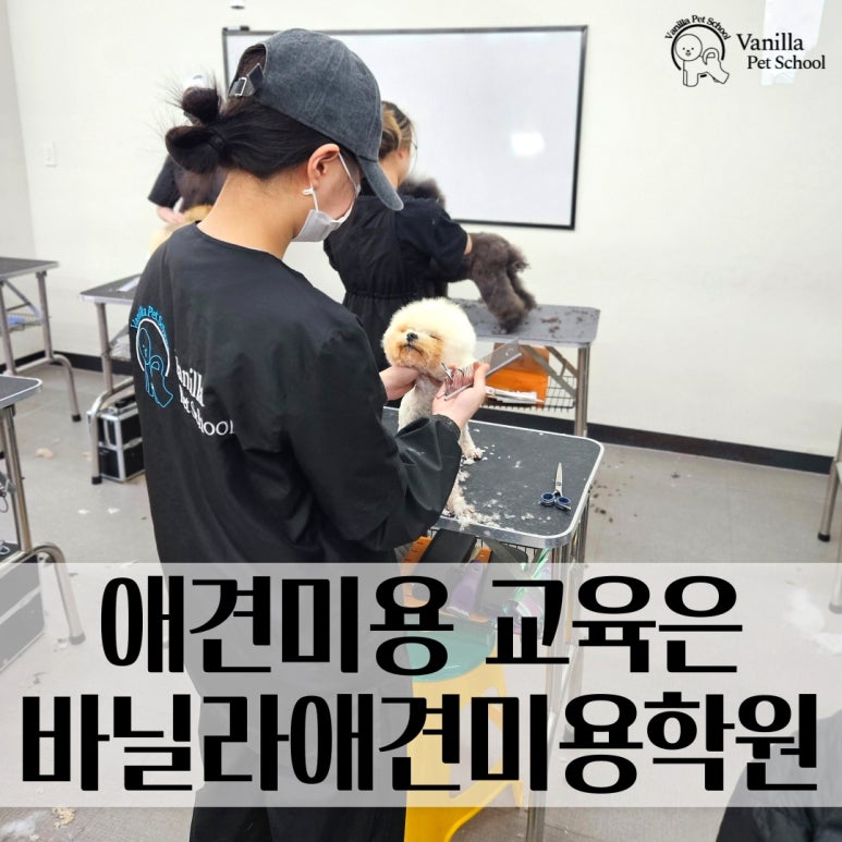 바닐라애견미용학원 이미지