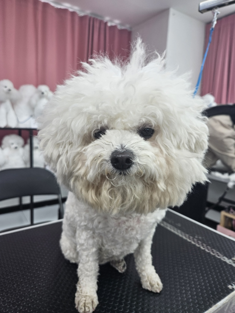 지니펫애견미용학원 이미지