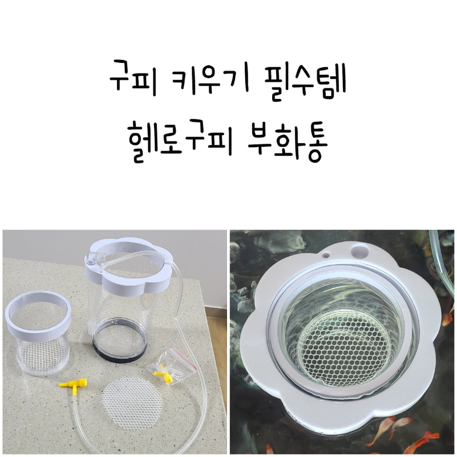 헬로구피 이미지