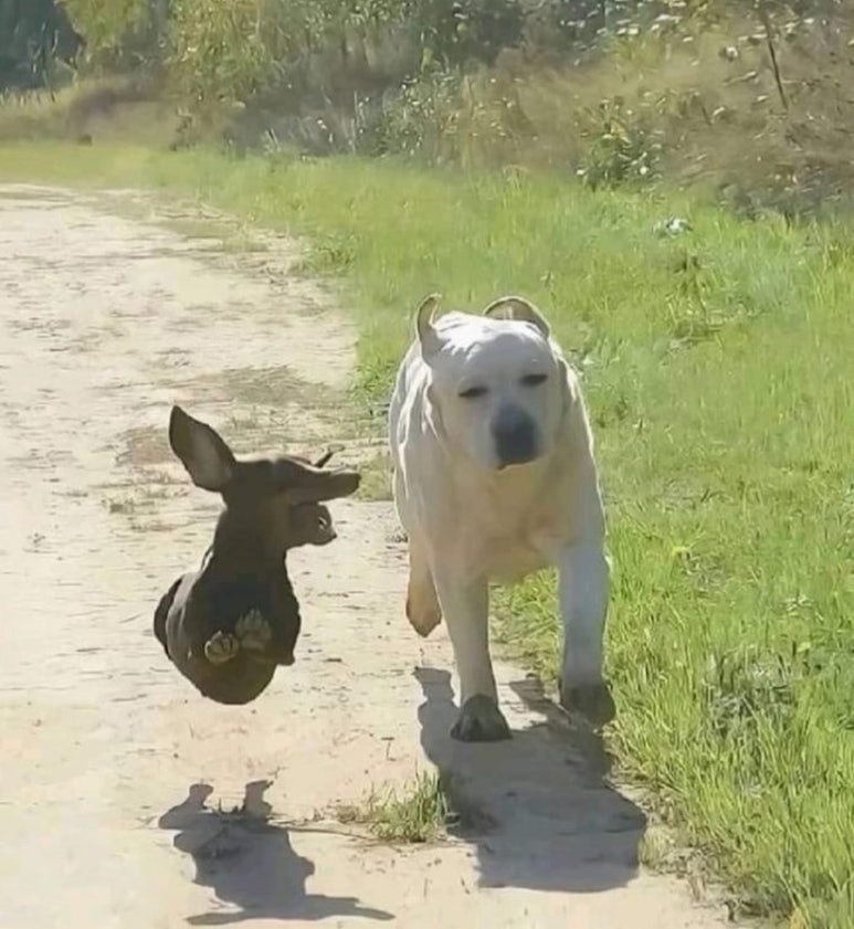 올랑 이미지