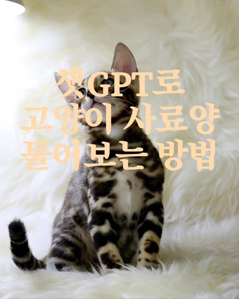 챗GPT로 고양이 사료양 물어보는 방법