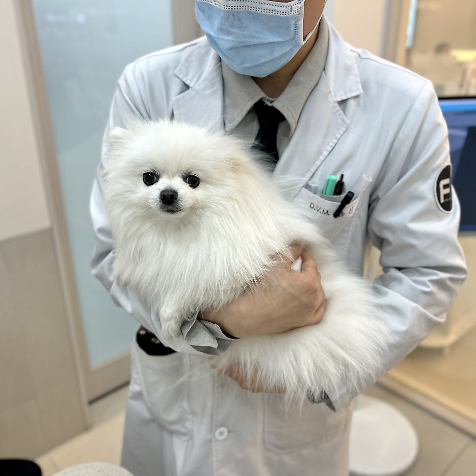 김포 장기역 FM동물메디컬센터, 강아지 슬개골탈구 진료 및 수술 — 사진 16